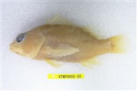 藏品(海倫棘花鱸)的圖片